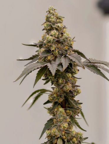 Close-up of a flowering cannabis plant bud.