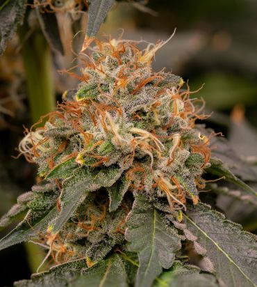 Close-up of a cannabis bud with orange pistils and trichomes.
