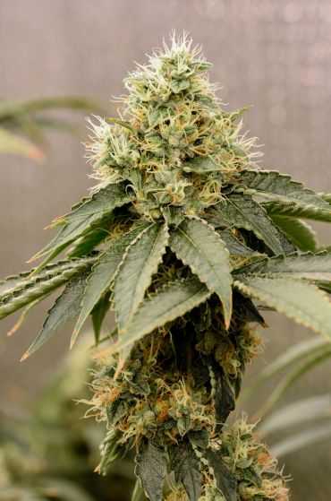 Close-up of a flowering cannabis bud with leaves.