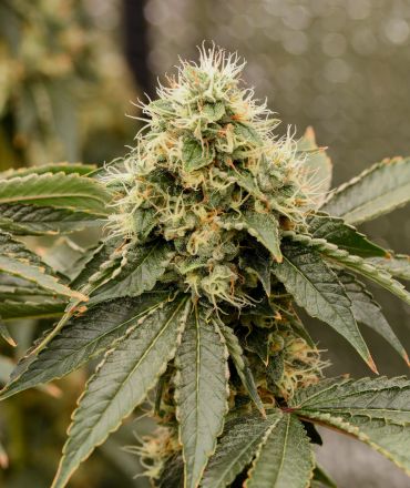 Close-up of a cannabis bud with leaves.