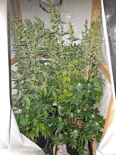 Cannabis plants growing indoors in pots.