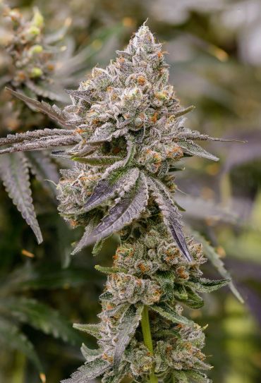 Close-up of a frosty cannabis bud on a plant.