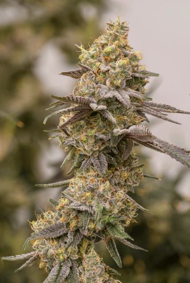 Close-up of a mature cannabis bud with frosty trichomes.