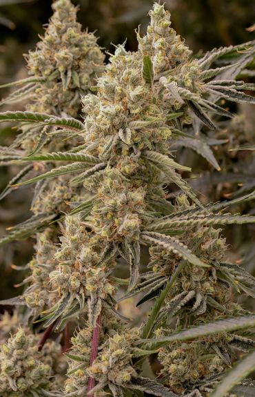 Close-up of cannabis buds on a plant.