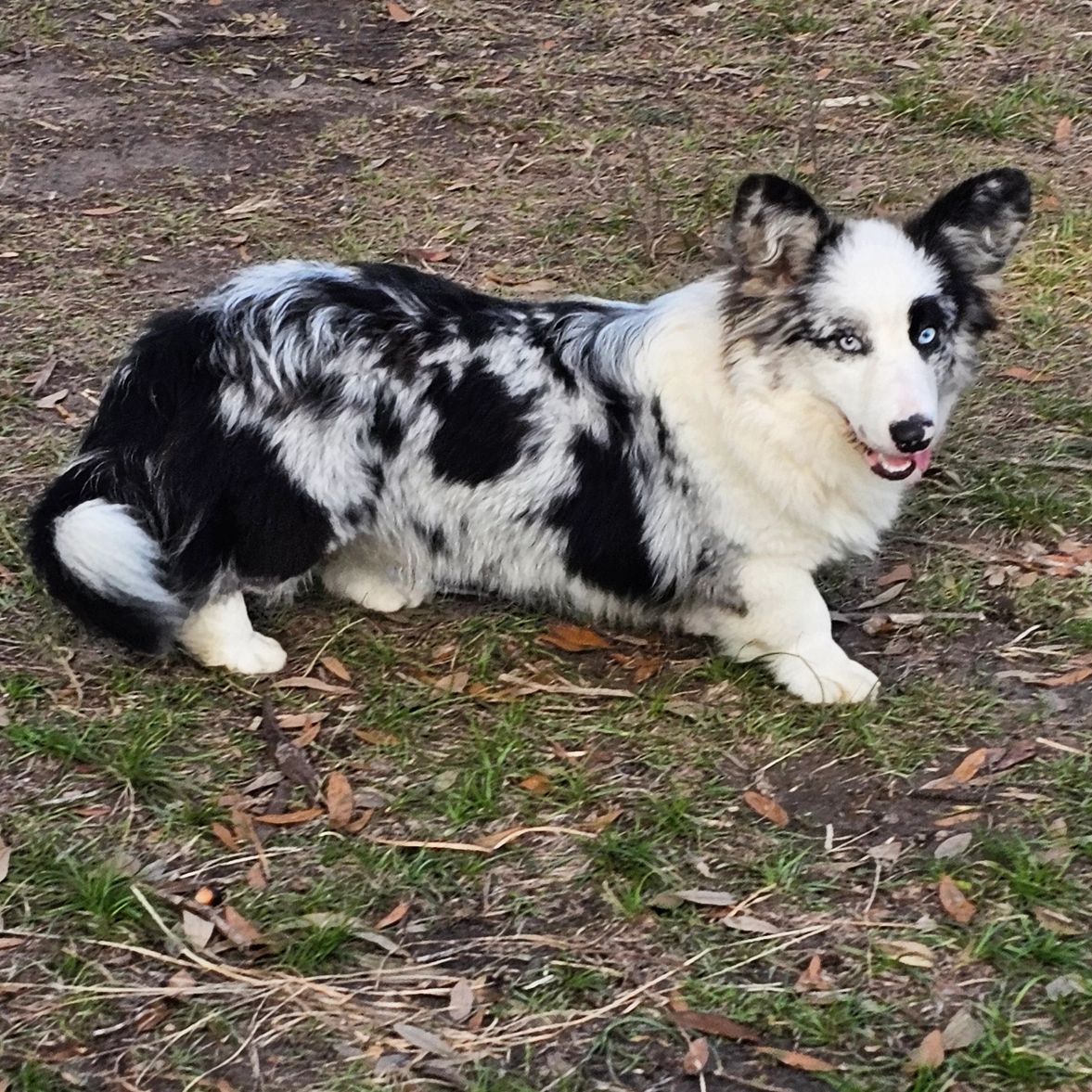 A black and white Corgi with striking blue eyes lying on grass.