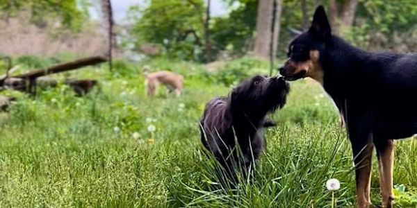Two dogs touching noses in a grassy field.