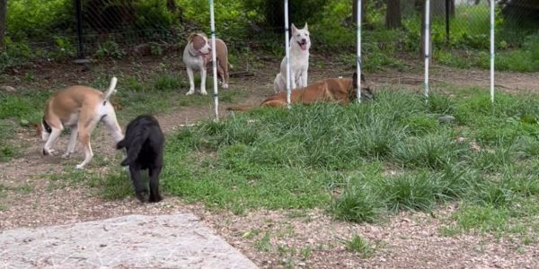 Five dogs exploring and resting in a fenced outdoor area with grass and dirt.