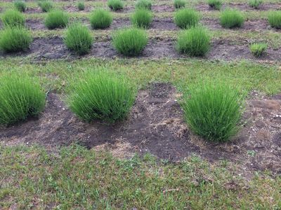 Hickory Creek Lavender Farm