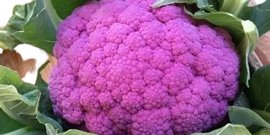 Bright head of purple cauliflower.