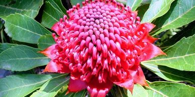 The red flower of the Australian Waratah.