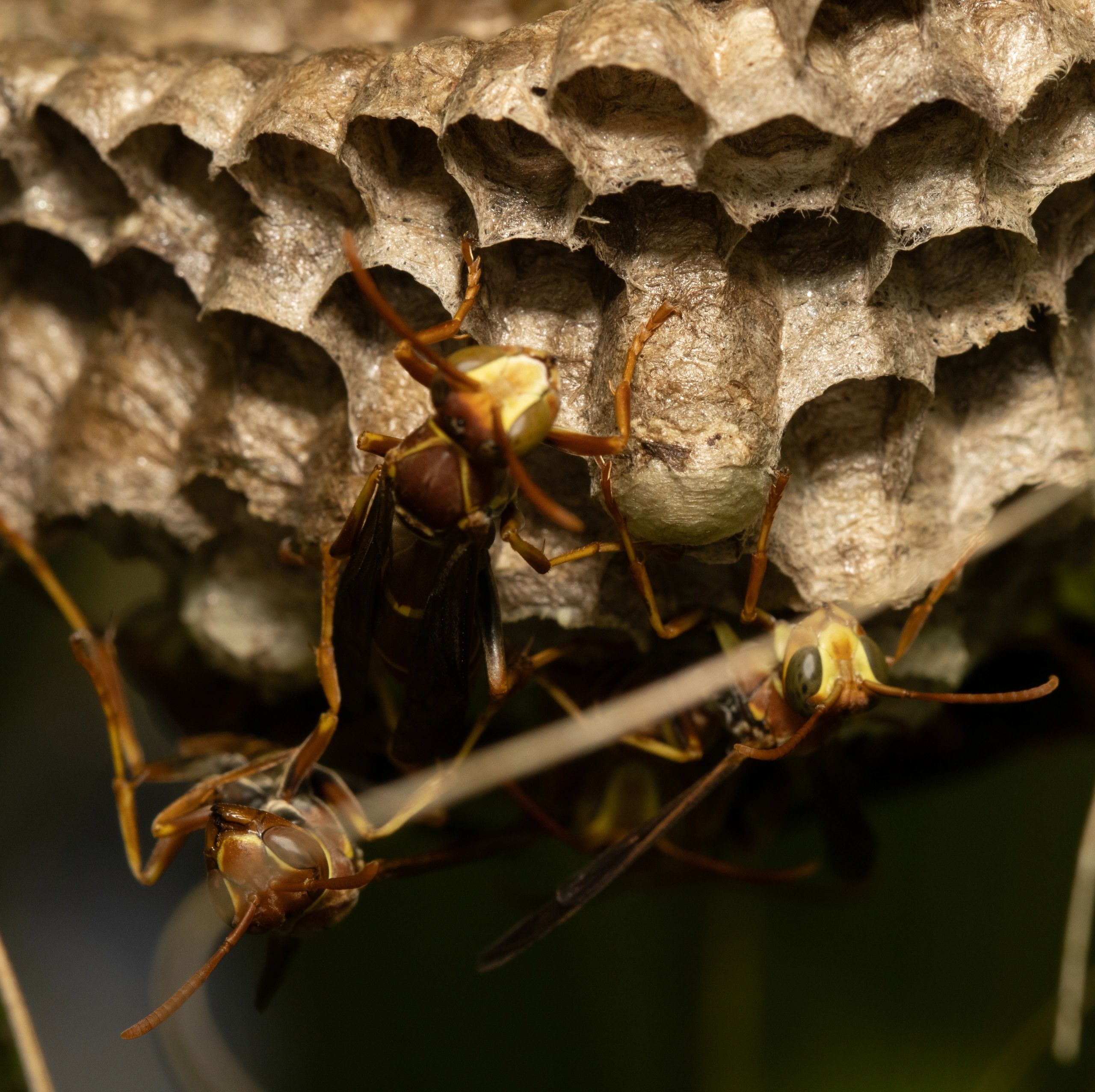 Pest Control Venice FL Dauber Down Pest Solutions Home