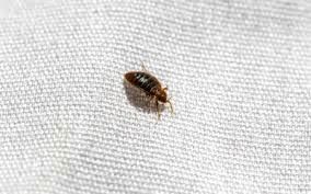 Bed Bug Control