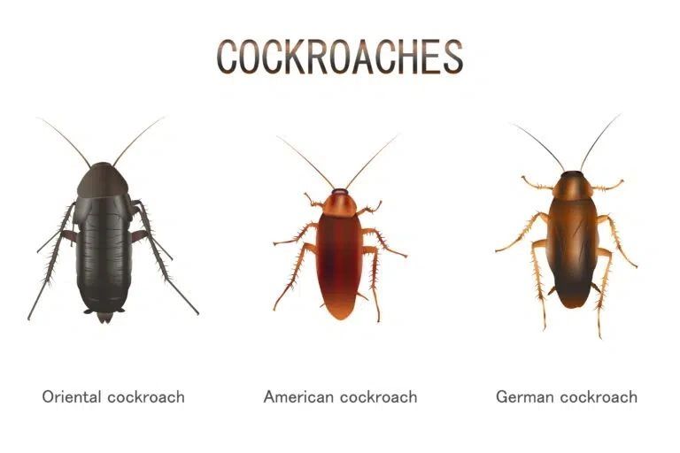 Cockroach Control