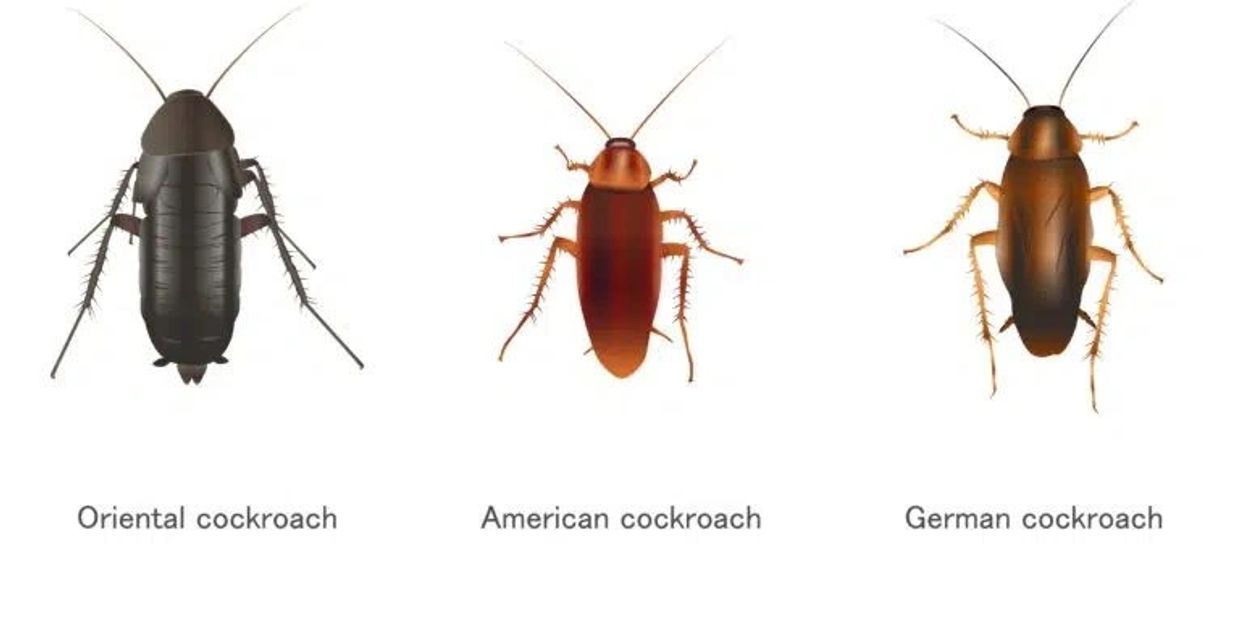Different Types of Cockroaches