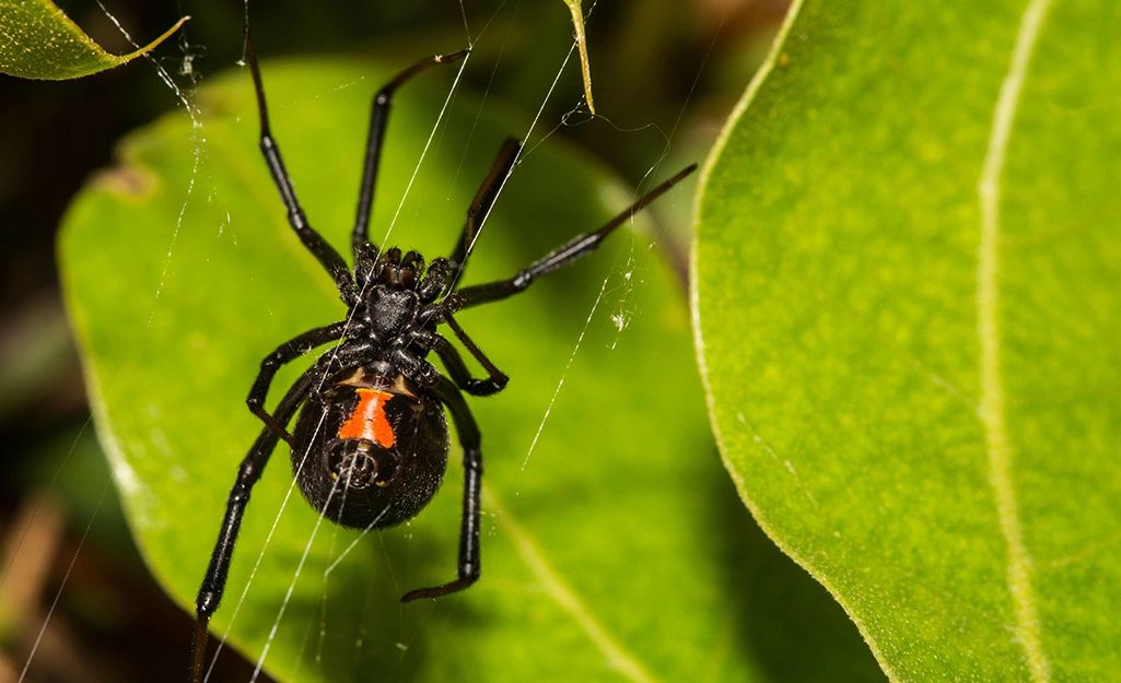 Spider Control