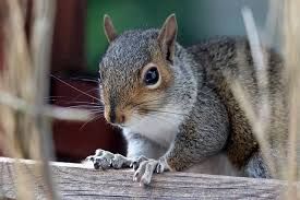 Squirrel Control