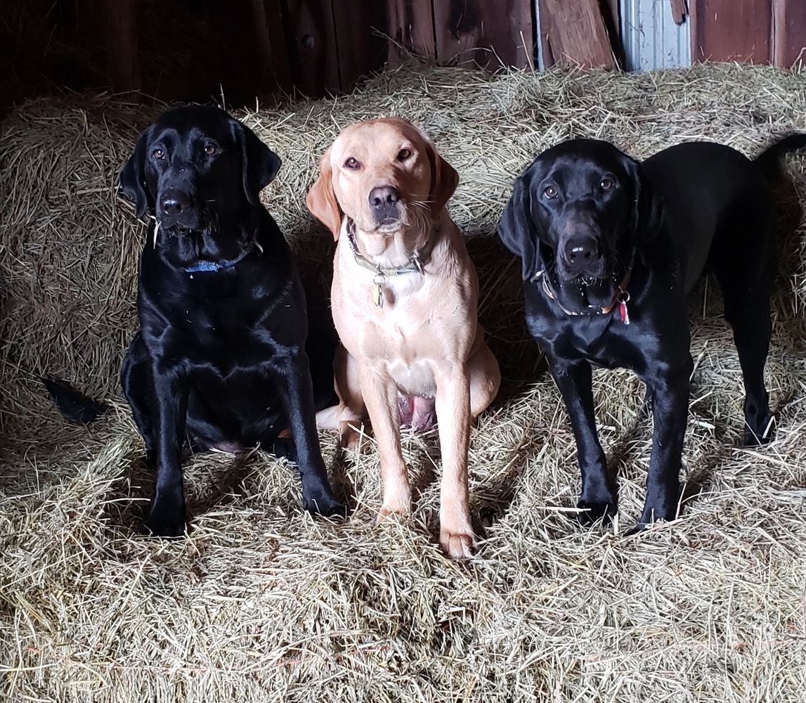 Candlewood kennels clearance