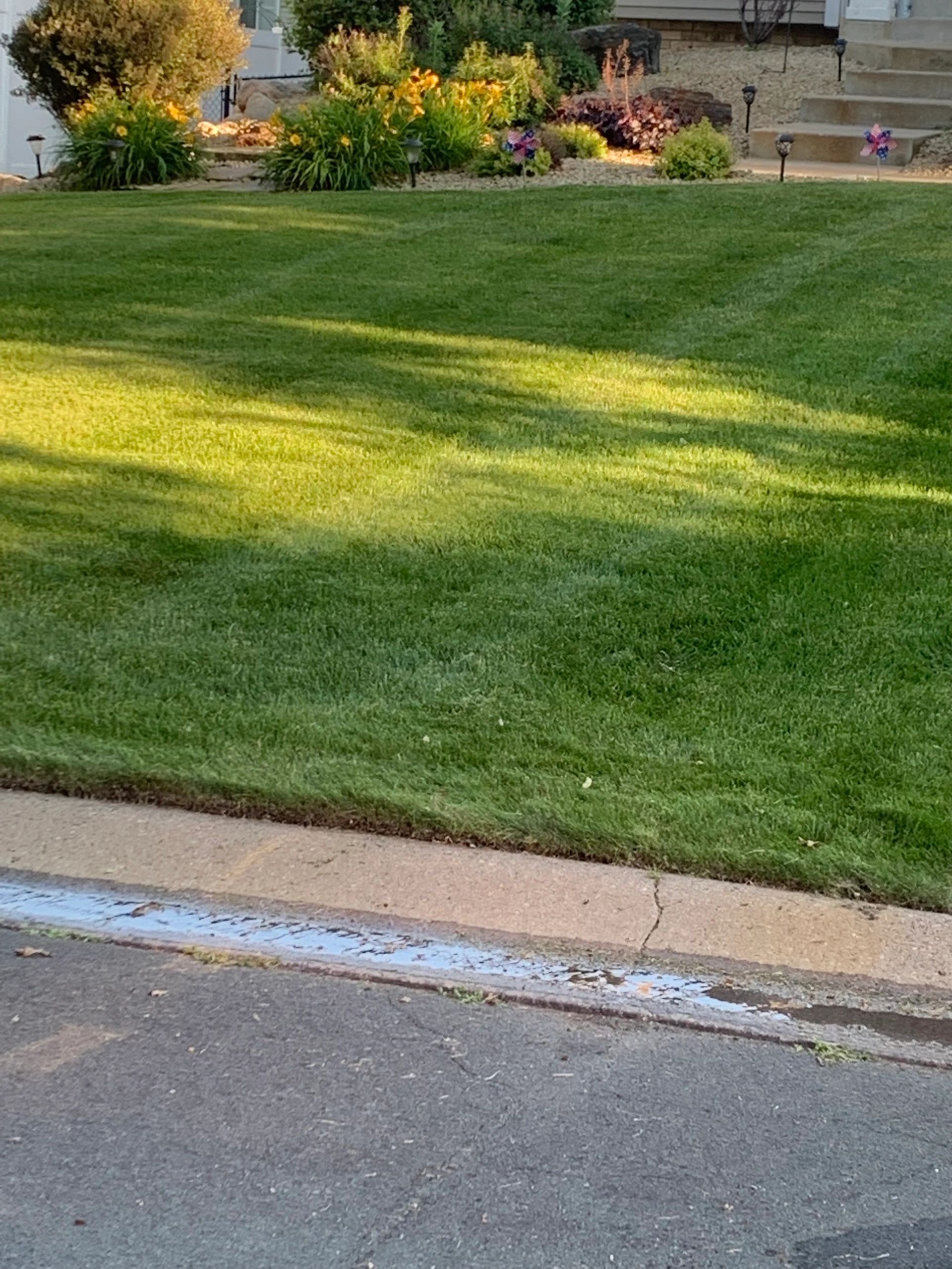 fresh cut grass