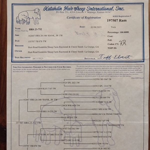 Henry Katahdin Hair Sheep International Registration