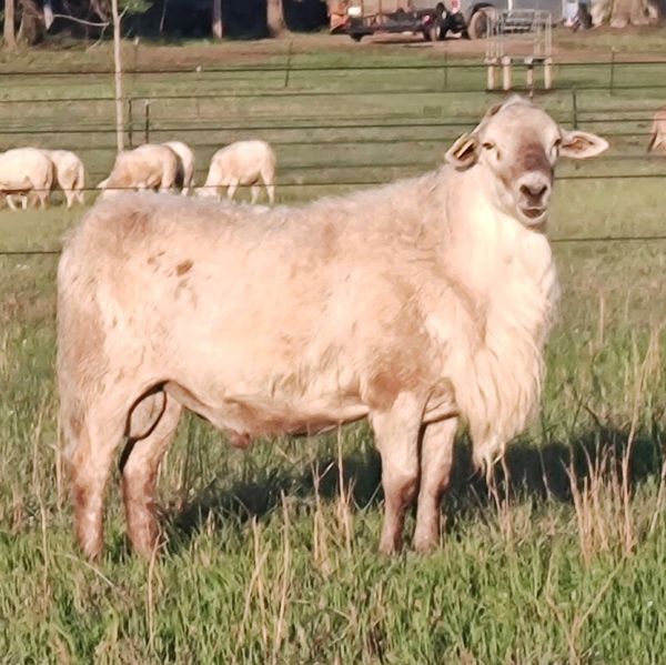 Henry Katahdin Sheep Registered Katahdin Hair Sheep