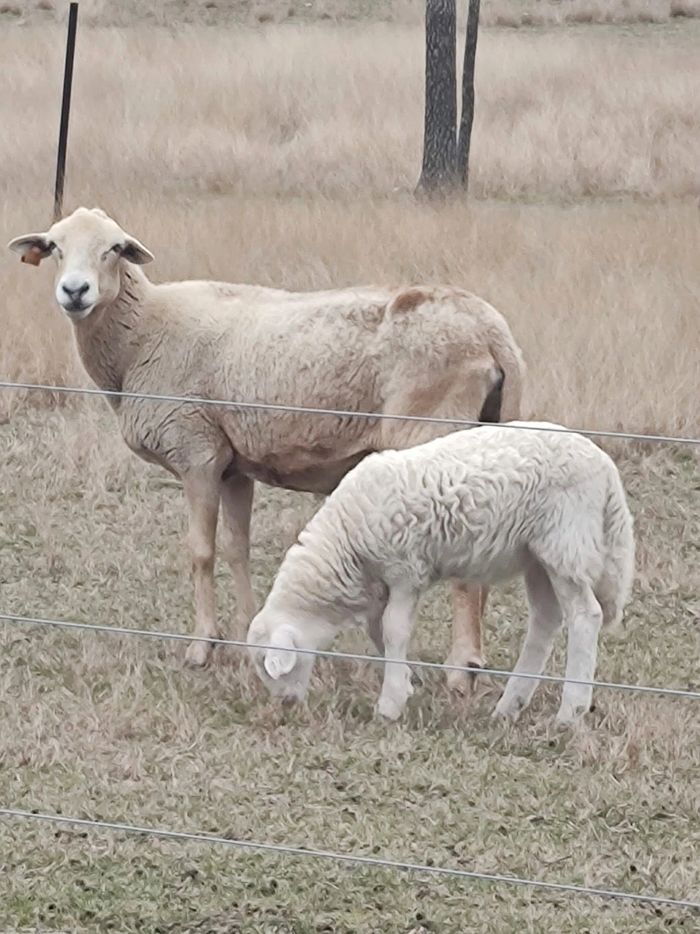 Katahdin Hair Sheep for Sale Katahdin Grove