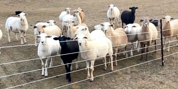 Katahdin Sheep breeder