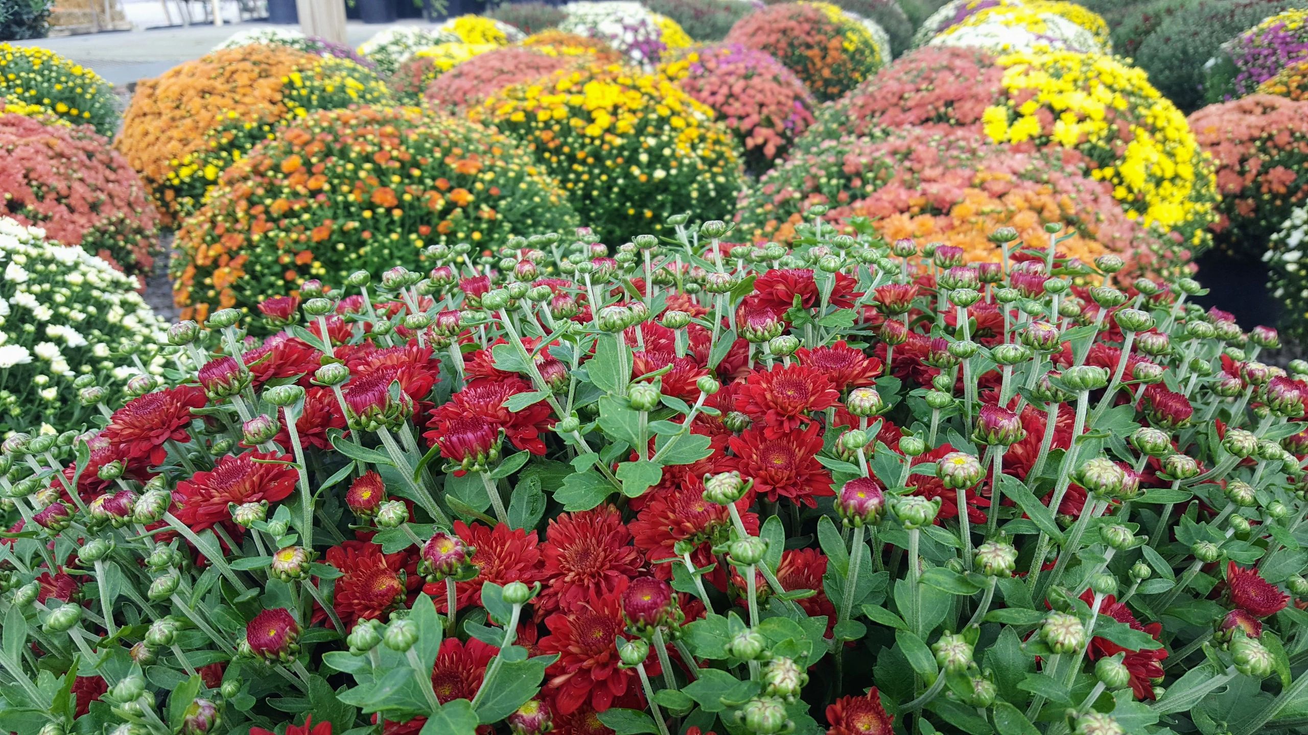 Caring for Mums After They Bloom