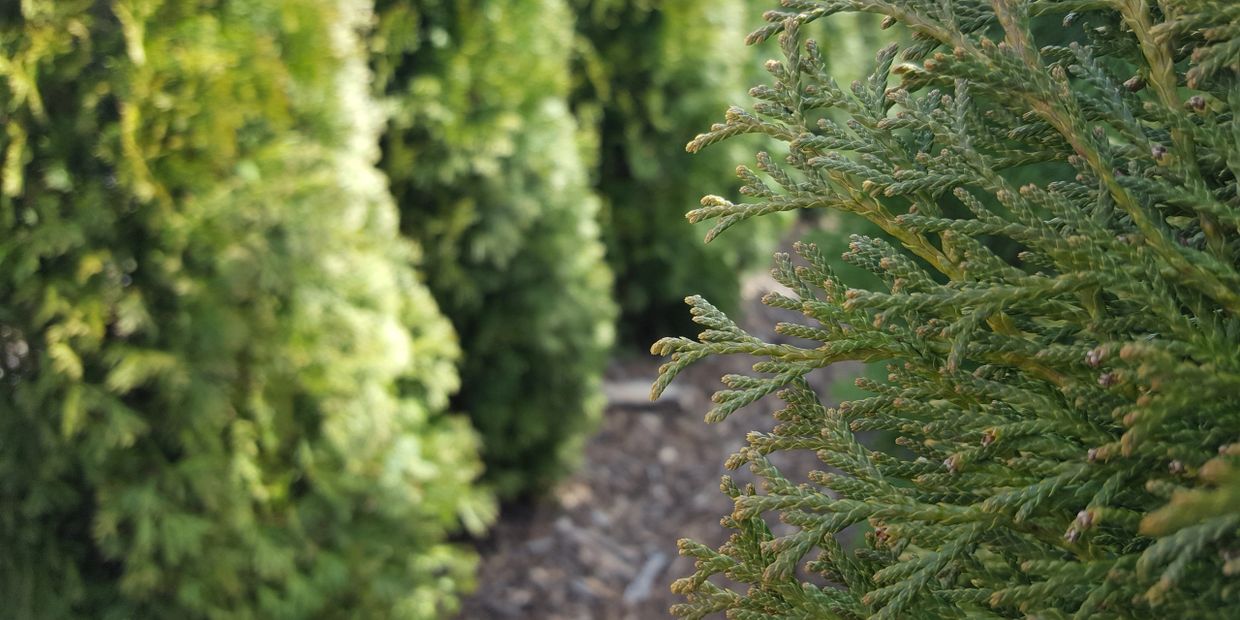 Emerald Green Arborvitae