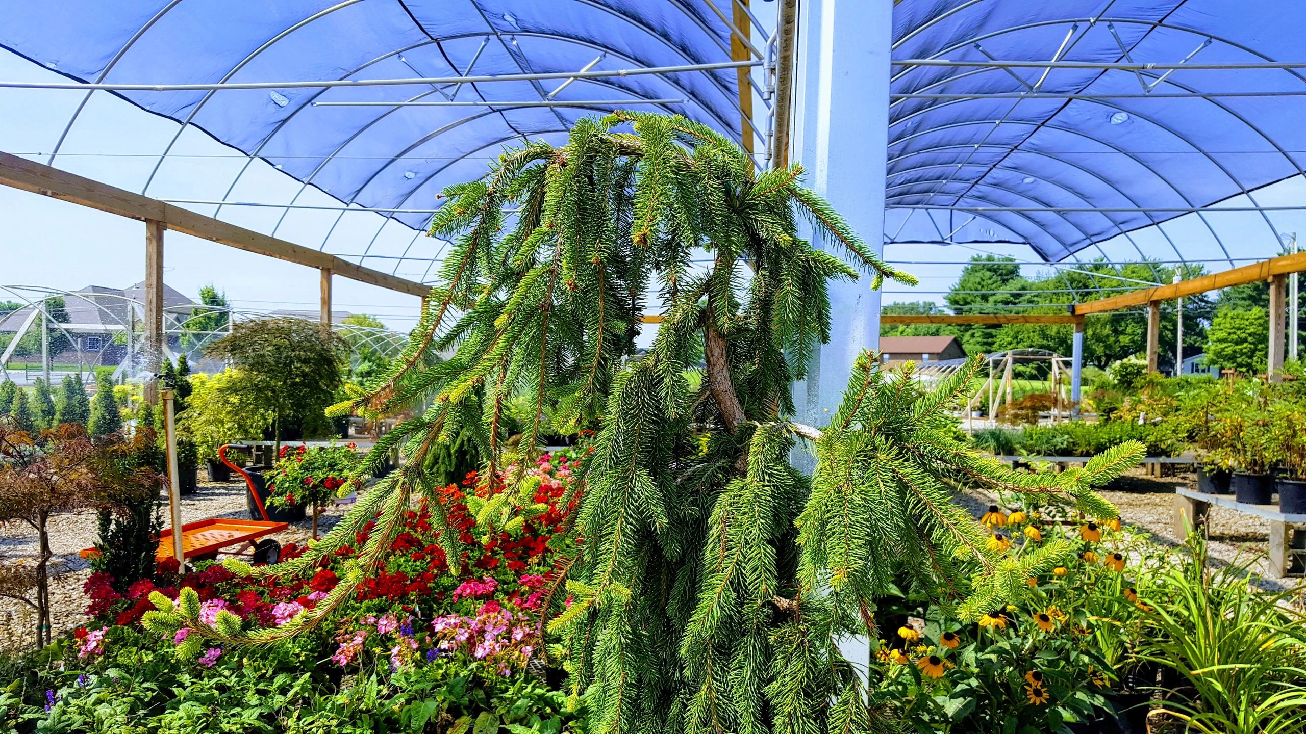 SWN GARDEN CENTER - Garden Center, Plant Nursery