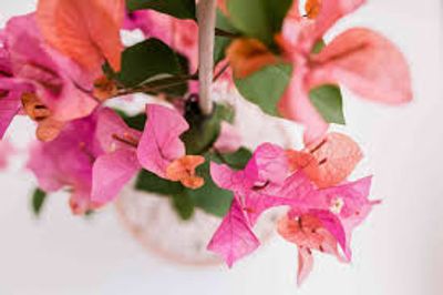 Close-up of vibrant pink and orange bougainvillea flowers with green leaves.