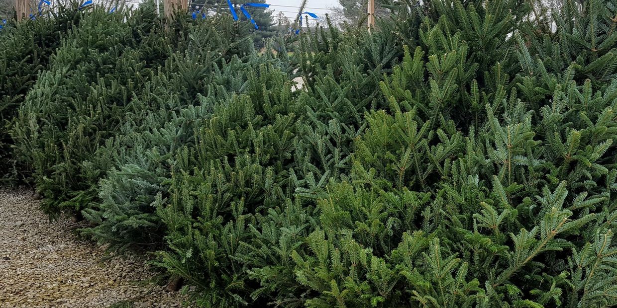 Fraser Fir Christmas Trees