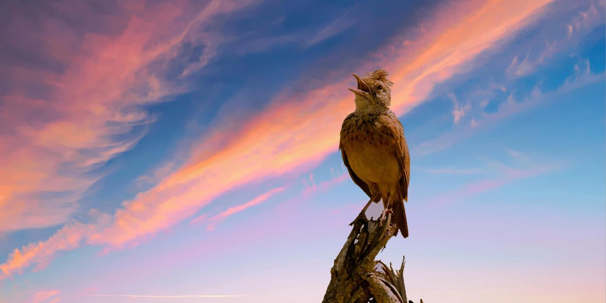 Small brown bird perched on piece of wood with sunset clouds overhead