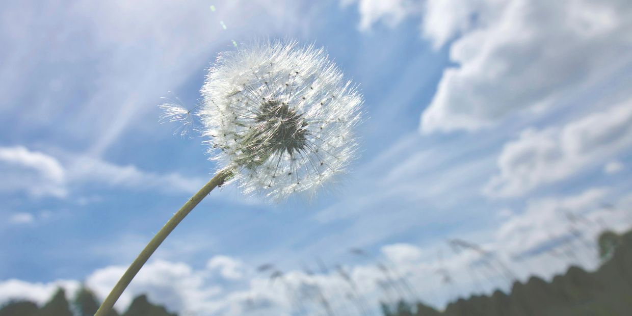 dandelion in the sun with a blue sky in the background
