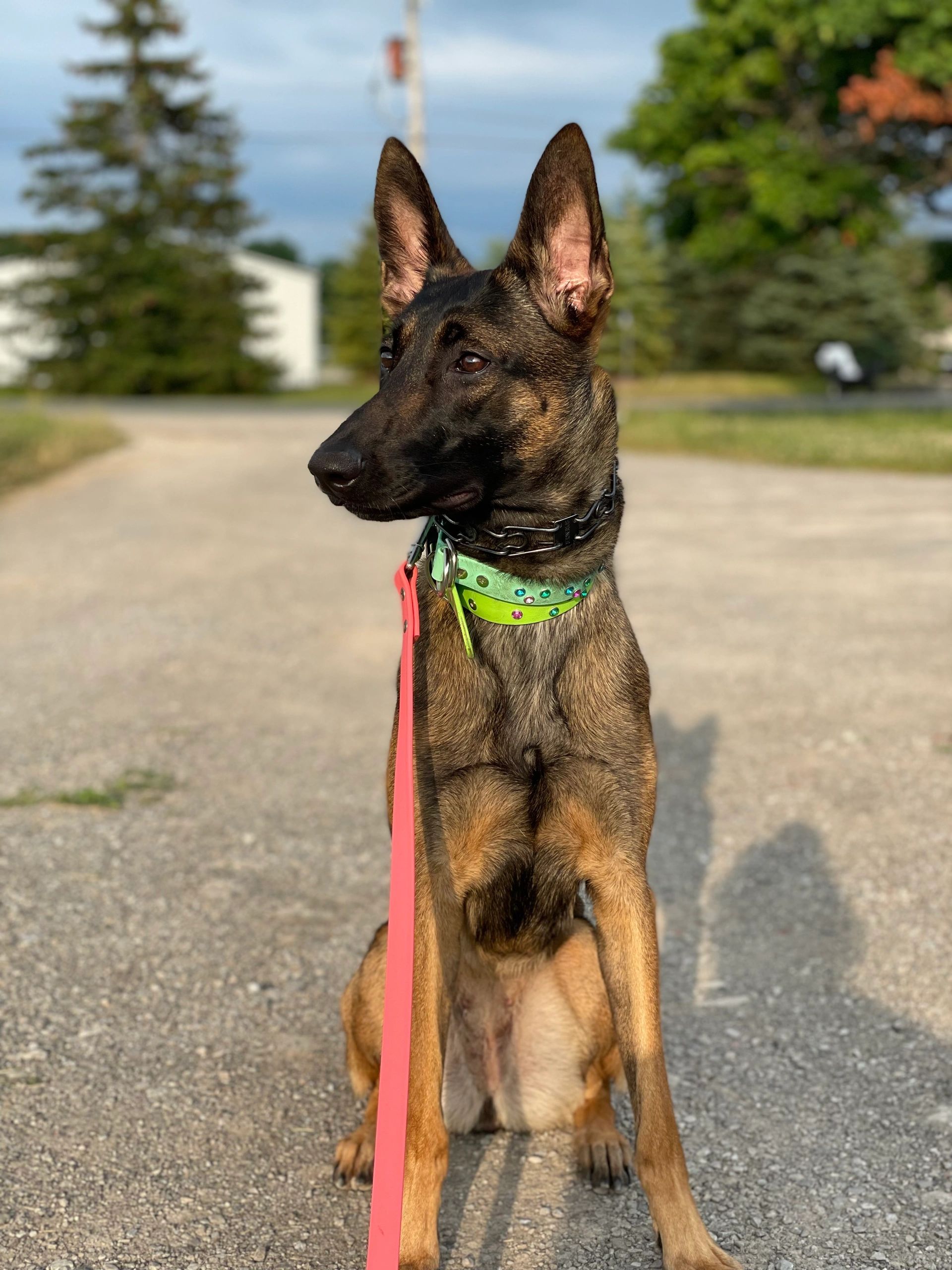 Photo Gallery Wags to Wishes