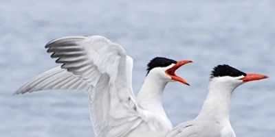 Two white birds with black heads, one with wings spread and beak open.