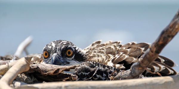 Osprey bird camouflaged and hiding among tree branches.