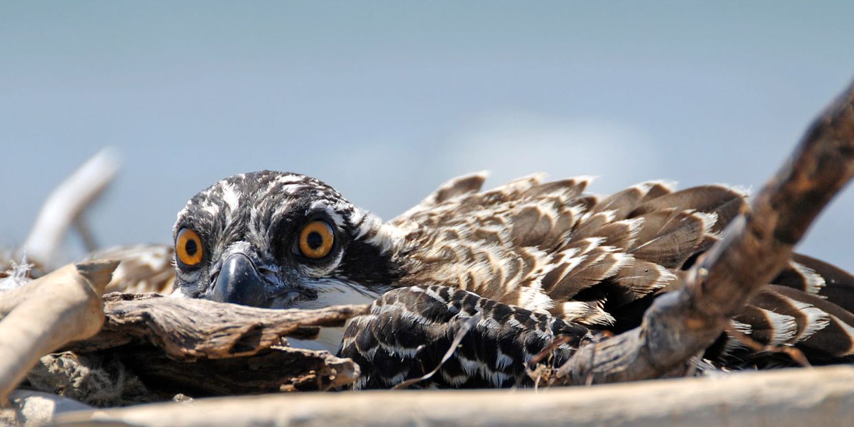Young osprey on nest.
