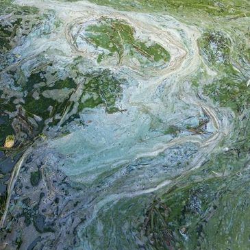 Paintlike harmful algal bloom. Credit: Matthew Dromoski