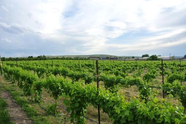 Vineyard in May