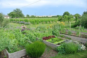 Vegetable garden