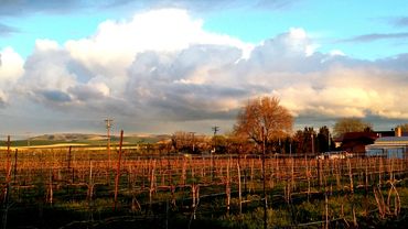 Vineyard on Christmas Day