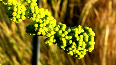 Mourvedre starting to flower