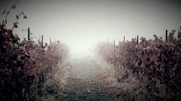 Vineyard frost