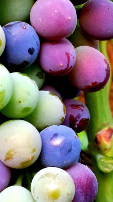 Ripening Grenache