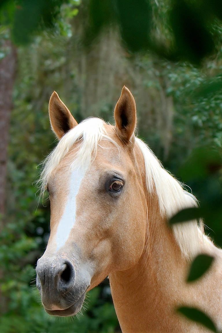 A palomino named Sunshine