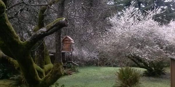 Moss-covered tree and blossoming white tree in a serene garden.
