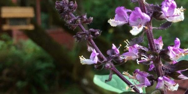 Close-up of purple flowers with a blurred garden background.