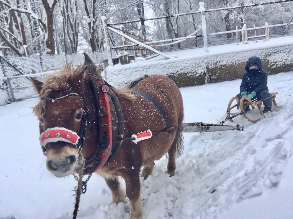 Shetty zieht Schlitten