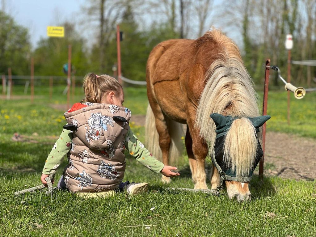 Minishetty mit Kind
