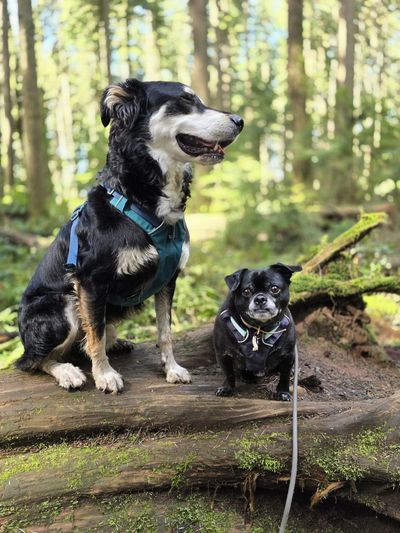 Two Apollo's enjoying a beautiful sunny nature adventure at Pacific Spirit Regional Park.